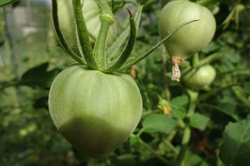 Macro of organic green raw tomatoes with blurred background on the branches in greenhouse. July 2021