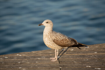 Seagull on timber decking Barcelona