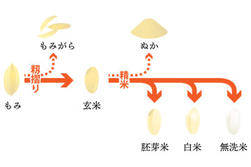 米の籾摺り・精米の流れ ベクターイラスト （日本語テキスト付き）