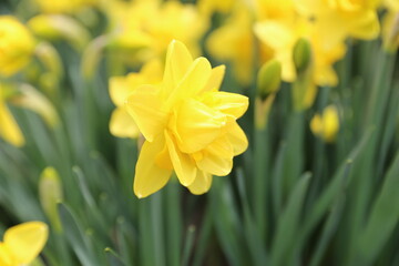 It is a bright yellow daffodil flower.