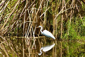 great white heron