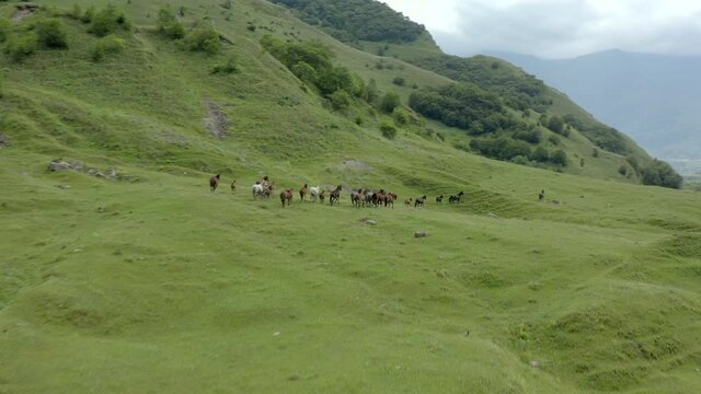 General plan rear view. A herd of horses follows the main stallion down the hillside in front of the river. Aerial view of a running herd of horses on a green meadow on a mountainside by a fast river