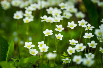 Saxifraga Paniculata (alpine saxifrage) blooming in the garden. Selective focus. Shallow depth of field.