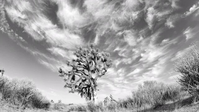 Black and white Mojave Desert landscape time lapse with a Joshua tree in the foreground and silver, wispy cloudscape overhead