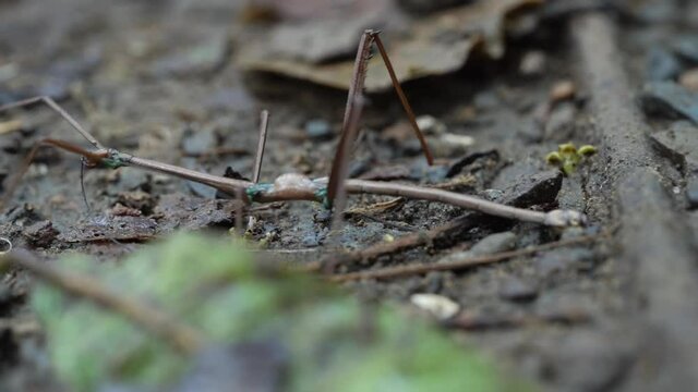 Macro close up of Phasmatodea stick insect bug walking on jungle floor