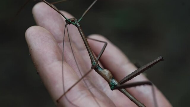 Macro close up of Phasmatodea stick insect being held in a hand for scale