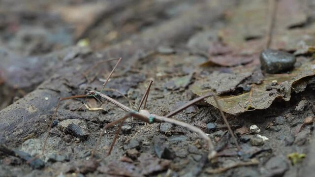 Macro shot of Phasmatodea stick insect walking on forest floor, slow motion