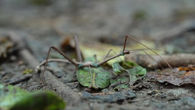 Macro close up of Phasmatodea stick insect bug raising front legs and antenna