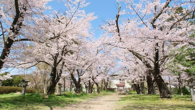 満開の桜と公園