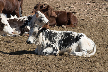Cattle in feedlot in the Little Karoo South Africa