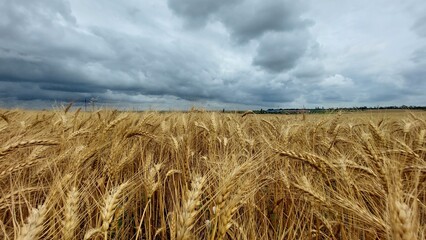 Fototapeta na wymiar Gold wheat field and blue sky landscape