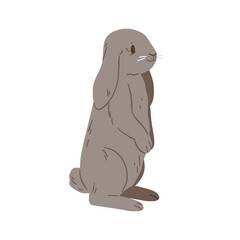 Holland whisper lop rabbit. Cute mini bunny standing. Little domestic animal. Adorable coney pet. Flap-eared breed of rodent. Realistic flat vector illustration isolated on white background