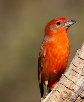 Summer Tanager on a perch