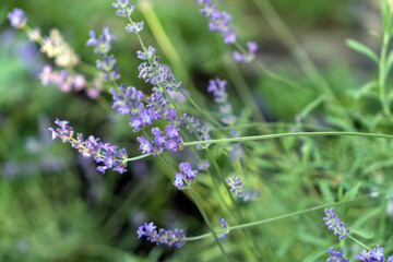 Cute lavender flowers on garden background out of focus