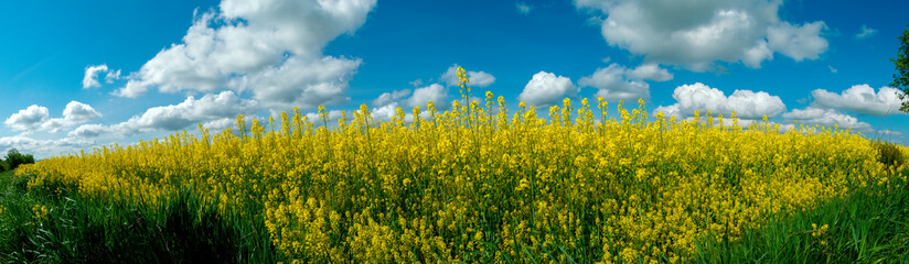 Obraz premium Panorama of yellow rapeseed valley. The mountains and the beautiful spring sky in the background