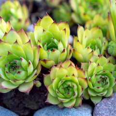Stone rose Echeveria pulvinata against the background of stones. Plant for landscaping.