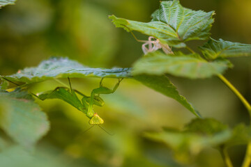 A large insect mantis sits on a raspberry bush. Close-up.