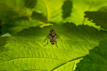 A large fly sits on a raspberry bush. Close-up.