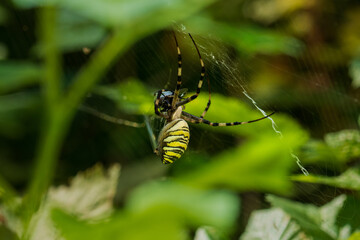A huge wasp spider sits on a cobweb in a raspberry bush. The spider eats its prey. Close-up.