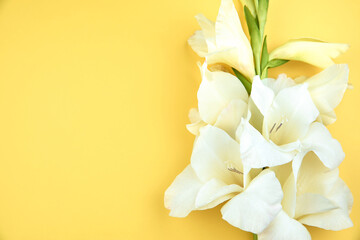 White delicate gladiolus flowers on a yellow background.