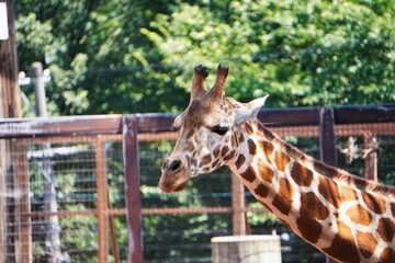 Adorable giraffe with a long neck