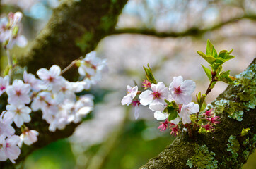 Two cherry blossom branches and the vitality of the cherry blossoms