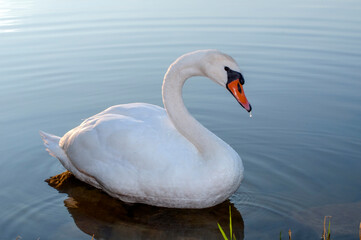 A white majestic swan floats in front of a wave of water. Young swan in the middle of the water. Drops on a wet head.