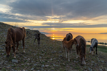 Fototapeta na wymiar A herd of horses grazes on a rocky hill