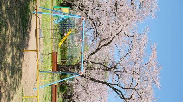 満開の桜と公園. 日本の春　たて動画