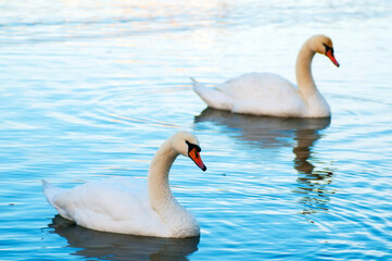 white swans group on the lake swim well under the bright sun