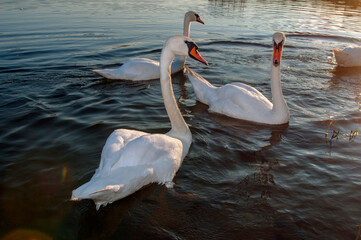 white swans group on the lake swim well under the bright sun