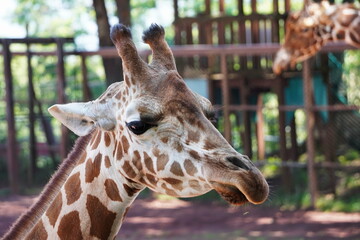 Adorable giraffe face close up