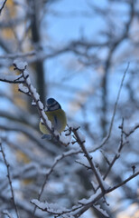 a tit sitting on a snow-covered tree twig 