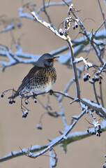 a thrush sits on a snow-covered twig of a tree 