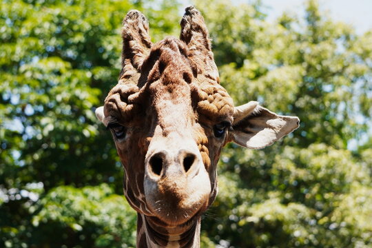 Adorable giraffe face close up