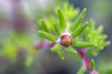 Small flower bud. Macro photography on a blurred background..Portúlaca olerácea