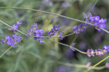 Cute lavender flowers on garden background out of focus