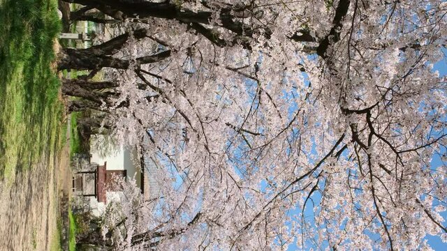 満開の桜と公園. 日本の春　たて動画