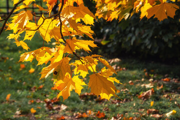 Autumn maple leafs on the maple tree