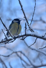 Fototapeta premium a tit sitting on a snow-covered tree twig 
