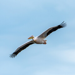 great white pelican in flight