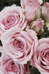 Flowers background. Pink roses bouquet close up. Floral card. Poster. Toned