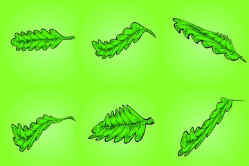 Set of green leaf with hand drawn style for graphic resources