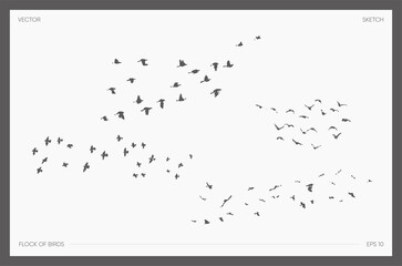 Set of drawn vector flock of birds, realistic drawings silhouettes, sketch