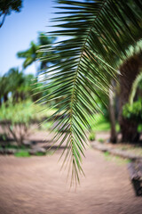 The foliage of evergreen plant - cycas. Center focus, swirling bokeh.