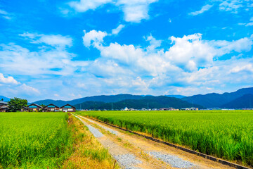 日本の田園風景と青空