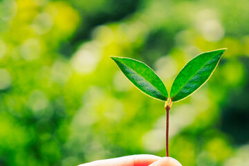 新芽のクローズアップ エコイメージ