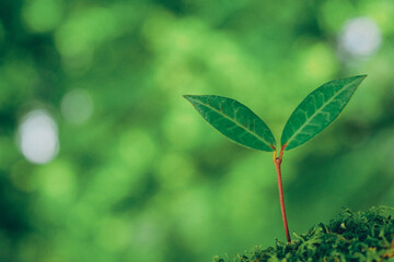 新芽のクローズアップ エコイメージ