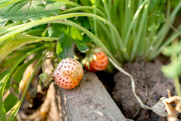 Red ripe strawberries on the strawberry plant