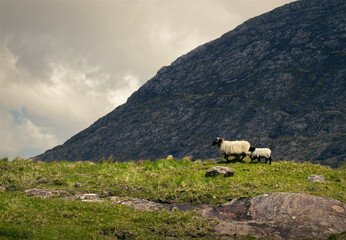 Beautiful landscape scenery with mother and child sheeps walking in front of a mountain 